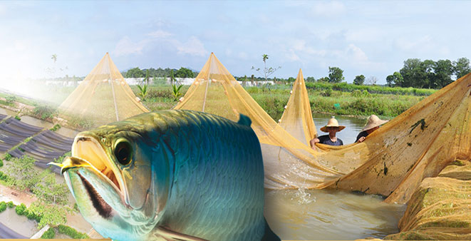勐海水族批发市场|勐海观赏鱼|勐海水族馆