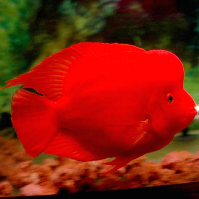 广州财神鹦鹉鱼-红财神鱼