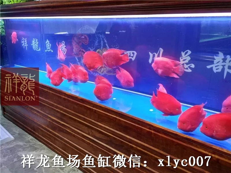 广州酒店展厅鱼缸定做