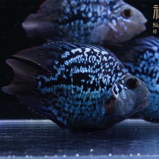 广州黑卡鱼