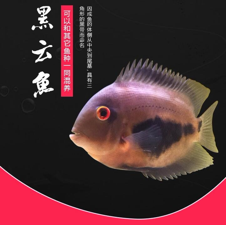 广州黑云（大吉大利）鱼