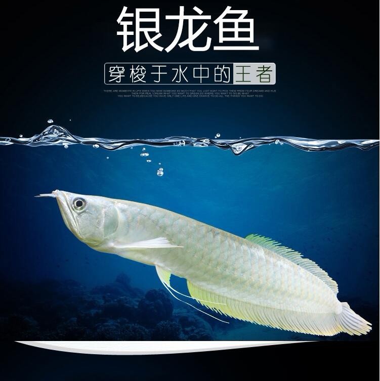 广州银龙鱼