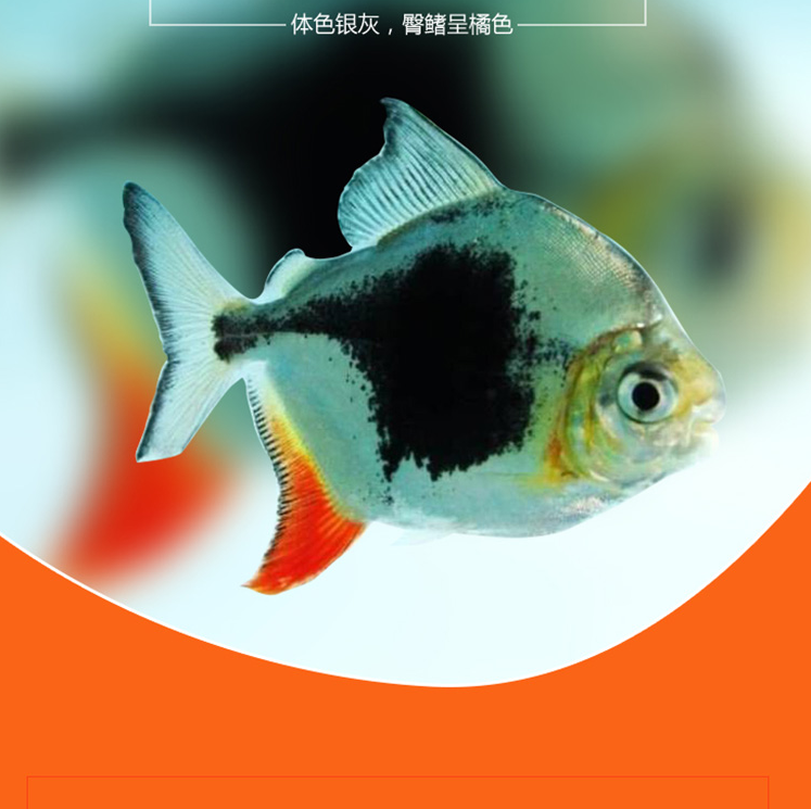 广州黑桃A鱼