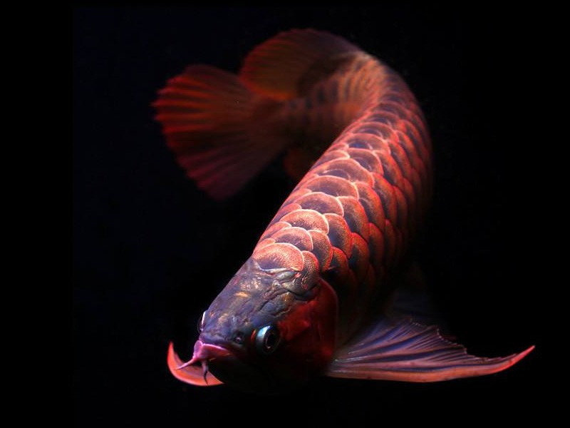 广州橙红龙鱼